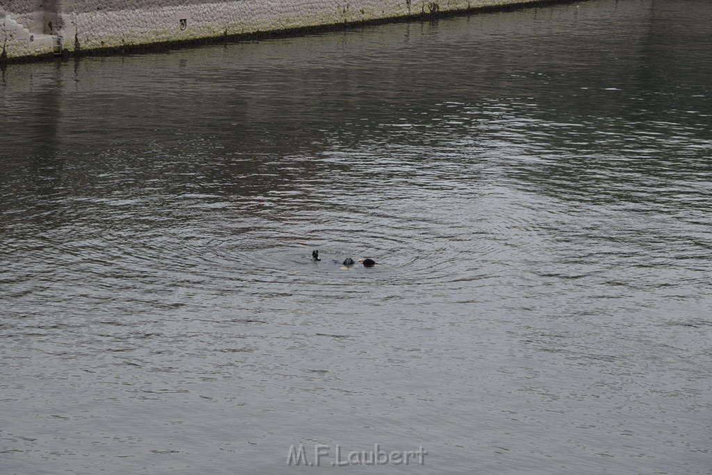 PRhein Koeln Innenstadt Rheinauhafen P066.JPG - Miklos Laubert